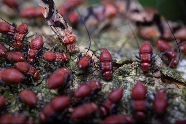Solutions efficaces pour traiter une infestation de termites