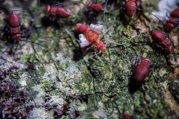 Détecter les termites chez vous : les signes