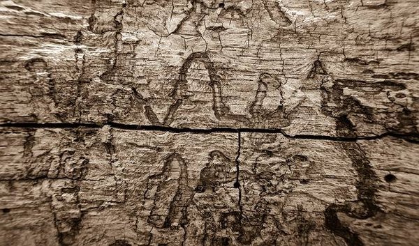 Termites à la maison : quels sont les risques réels ?
