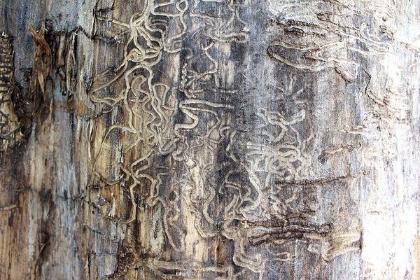 Termites chez vous? trouvez qui appeler en urgence